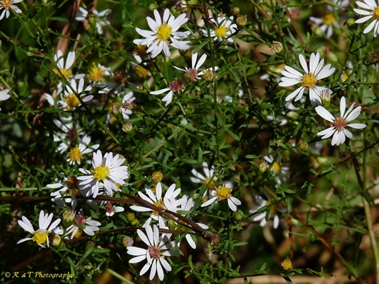 {Symphyotrichum pilosum}